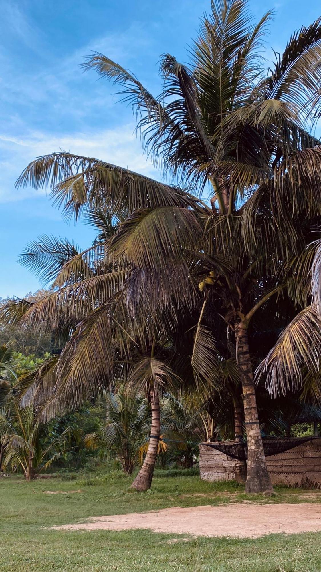 Calma - Surf, Yoga & Coffee On A Private Beach Dikwella Luaran gambar